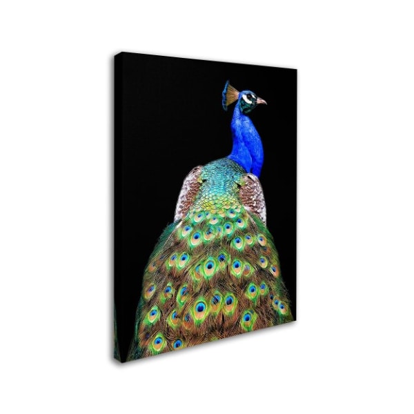 Danny Mendoza 'Peacock' Canvas Art,24x32